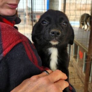 Jasmina (♀) - vermittelt MD