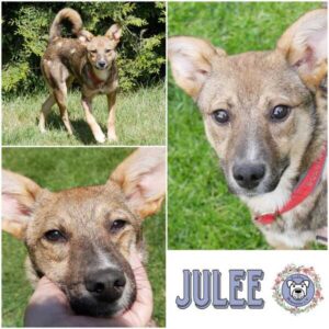 JULEE (♀) in 21493 Möhnsen - vermittelt