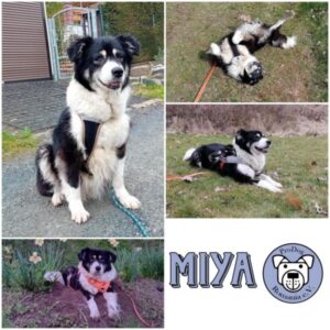 MIYA - Gnadenplatzhund seit dem 29.03.2025 - vermittelt