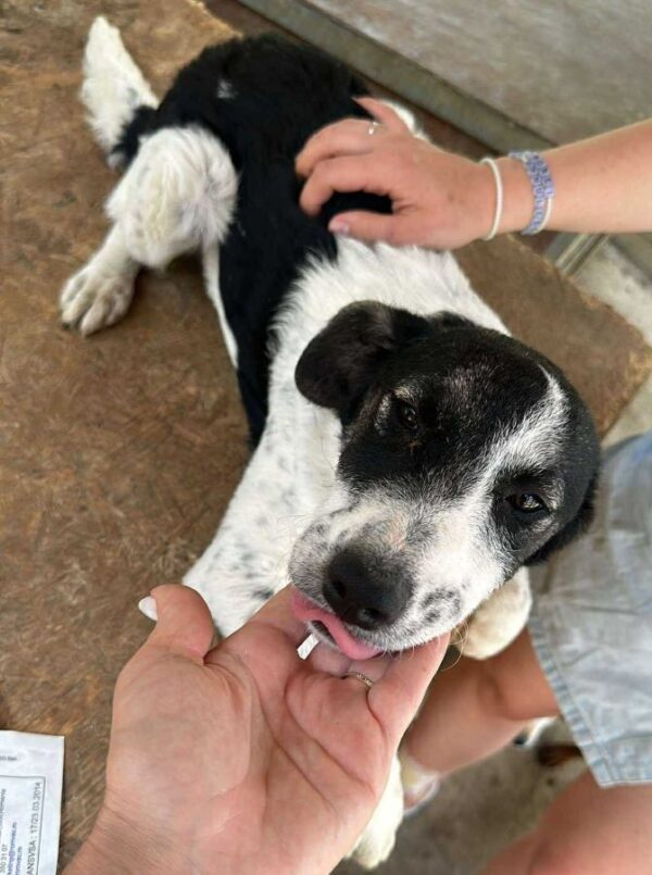 KARLINE (♀) - ausgereist zur Hundehilfe Kreta e.V. (GC) – Bild 15
