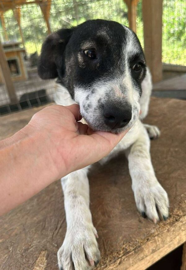 KARLINE (♀) - ausgereist zur Hundehilfe Kreta e.V. (GC) – Bild 6