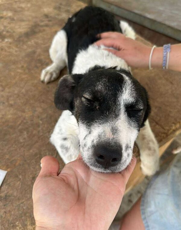 KARLINE (♀) - ausgereist zur Hundehilfe Kreta e.V. (GC) – Bild 14