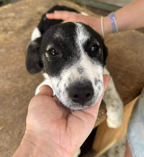 KARLINE (♀) - ausgereist zur Hundehilfe Kreta e.V. (GC) – Bild 4