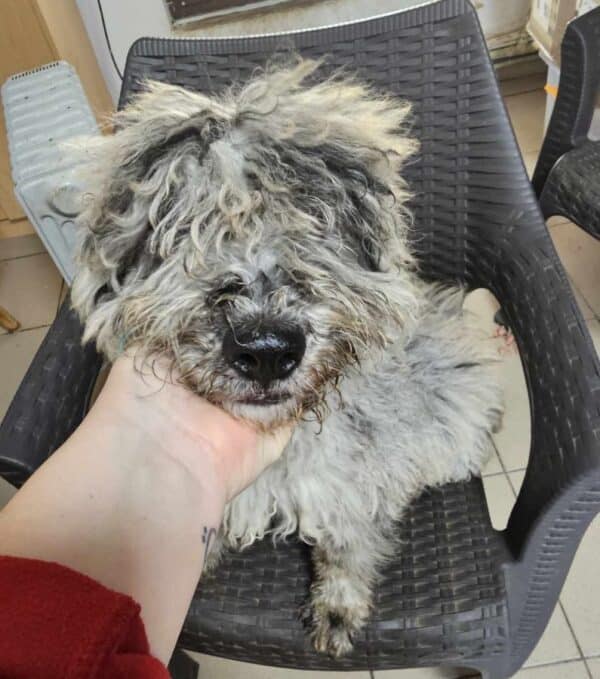 PIERROT (♂) - ausgereist zu Step by Paw (AL) – Bild 9