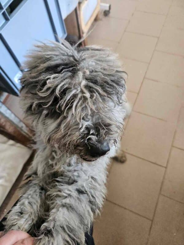 PIERROT (♂) - ausgereist zu Step by Paw (AL) – Bild 8
