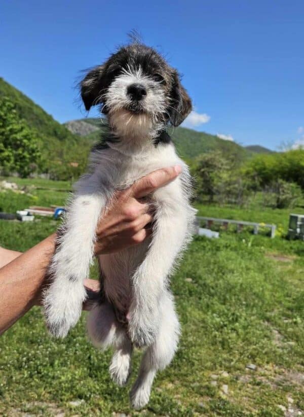 PIPPO (♂) - vermittelt MD – Bild 8