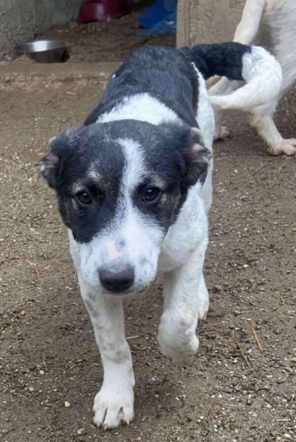 KARLINE (♀) - ausgereist zur Hundehilfe Kreta e.V. (GC) – Bild 7