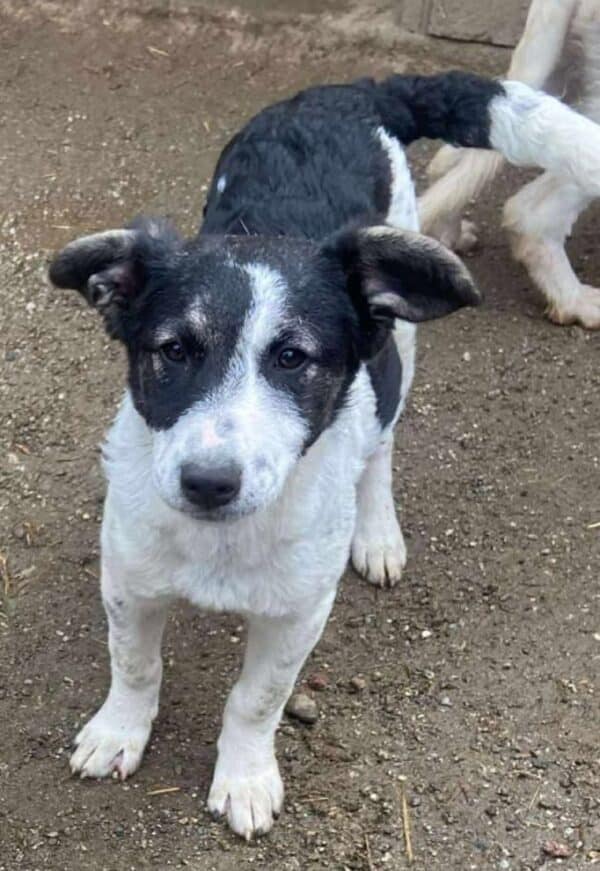 KARLINE (♀) - ausgereist zur Hundehilfe Kreta e.V. (GC) – Bild 8