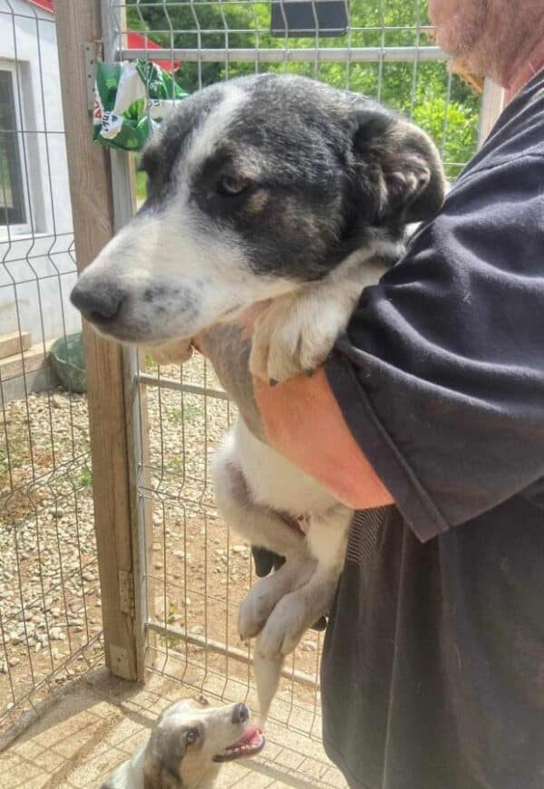 KARLINE (♀) - ausgereist zur Hundehilfe Kreta e.V. (GC) – Bild 10