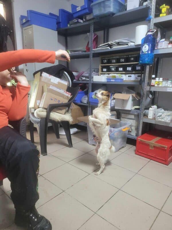 FRITTE (♂) - ausgereist zu Tiere in Not Odenwald e.V. (PM) – Bild 10