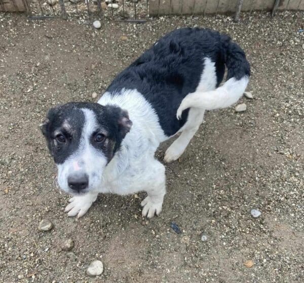 KARLINE (♀) - ausgereist zur Hundehilfe Kreta e.V. (GC) – Bild 13