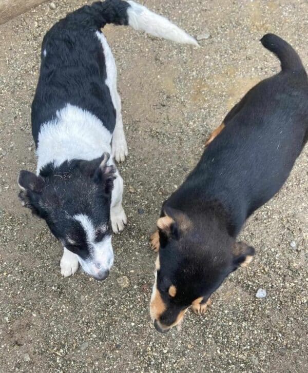 KARLINE (♀) - ausgereist zur Hundehilfe Kreta e.V. (GC) – Bild 12