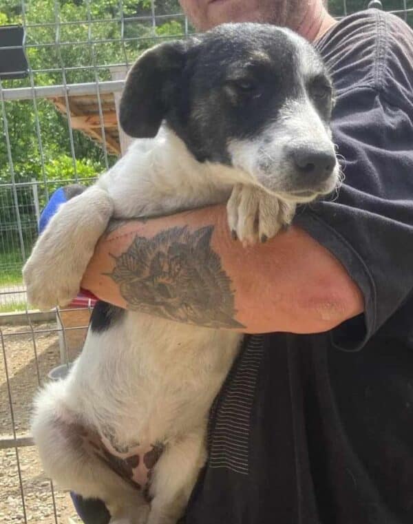 KARLINE (♀) - ausgereist zur Hundehilfe Kreta e.V. (GC) – Bild 11