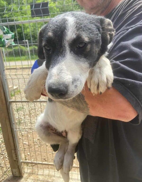 KARLINE (♀) - ausgereist zur Hundehilfe Kreta e.V. (GC) – Bild 9