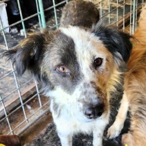ARAN (♂) - ausgereist zu Second chance dogs (AL)