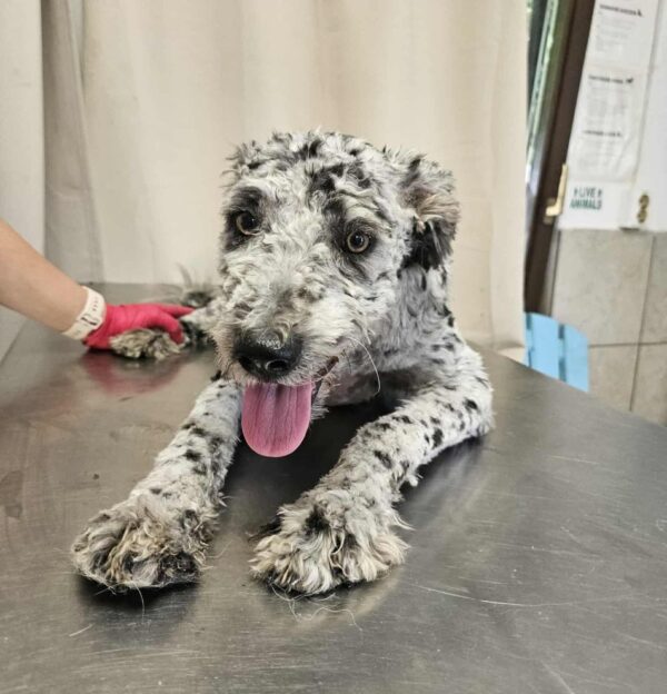 PIERROT (♂) - ausgereist zu Step by Paw (AL) – Bild 3