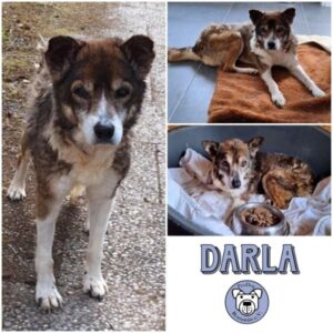 DARLA - Gnadenplatzhund seit dem 15.04.2025