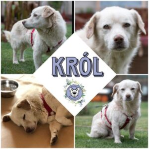 KRÓL (♂) in 63543 Neuberg