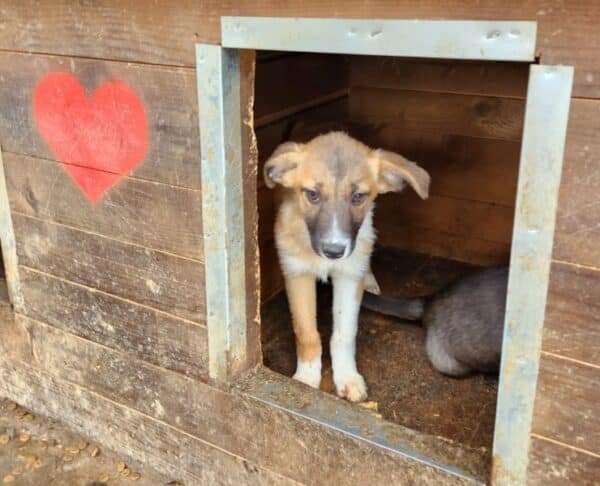 CORINNE (♀) - ausgereist zu Tiere in Not Odenwald e.V. (PM) – Bild 2