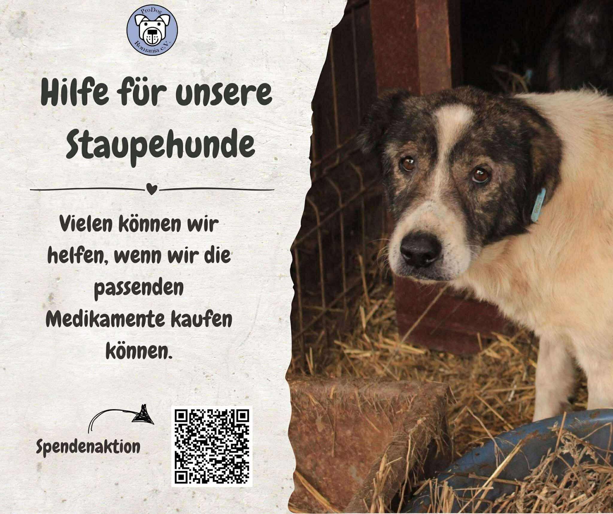 🙌 Bitte helft mit: Schnelle Hilfe für die Staupehunde