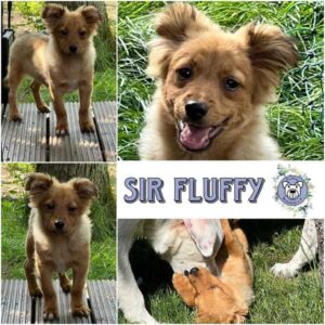 SIR FLUFFY (♂) in 92637 Weiden - vermittelt