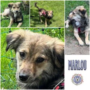 MARLOU (♀) in 92637 Weiden - vermittelt