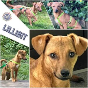 LILLIBIT (♀) in 92637 Weiden - vermittelt