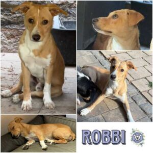 ROBBI (♂) in 95466 Weidenberg