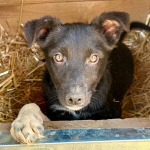 DIDDI (♂) - ausgereist zur Tierhilfe Lebenswert DR 27.06.25
