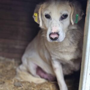 TOFFEE (♂)  - Notfall, leidet im Shelter - beginnende Hautprobleme