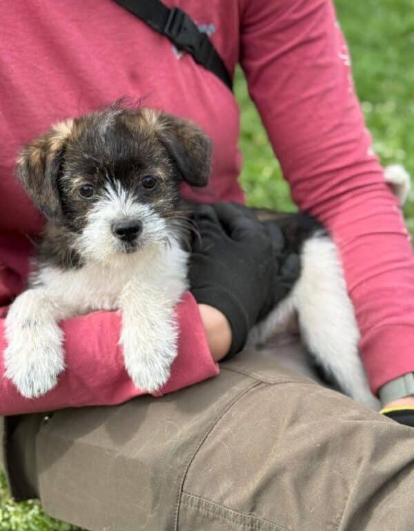 PIPPO (♂) - vermittelt MD – Bild 2