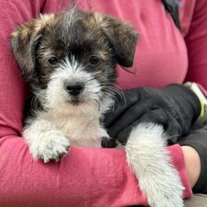 PIPPO (♂) - vermittelt MD