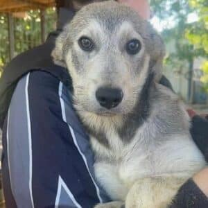 GRIGIO (♂)