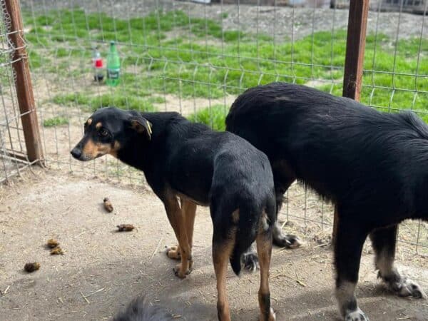 MARAL (♀) - vermittelt NH – Bild 6