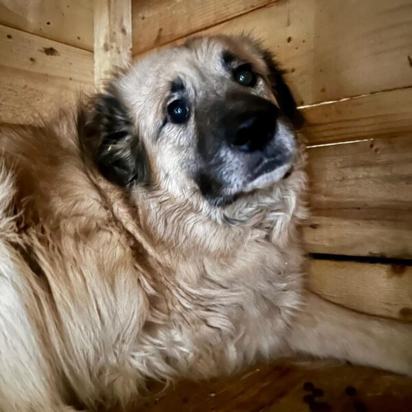 CURVY (♀) - Rechtes Vorderbein fehlt – ausgereist zur Tierhilfe Lebenswert DR 14.06.25 – Bild 4