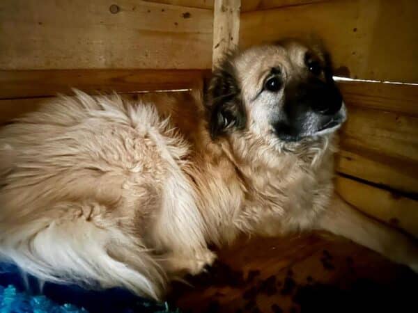 CURVY (♀) - Rechtes Vorderbein fehlt – ausgereist zur Tierhilfe Lebenswert DR 14.06.25 – Bild 3