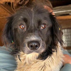 NELSON (♂) - ausgereist zu Second Chance dogs (AL)