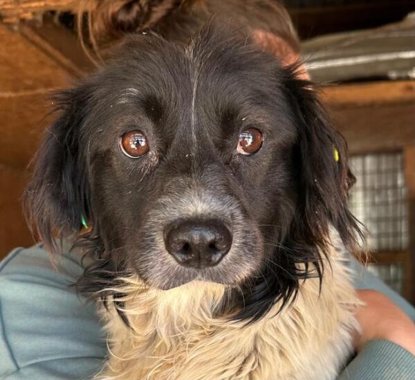 NELSON (♂) - ausgereist zu Second Chance dogs (AL)