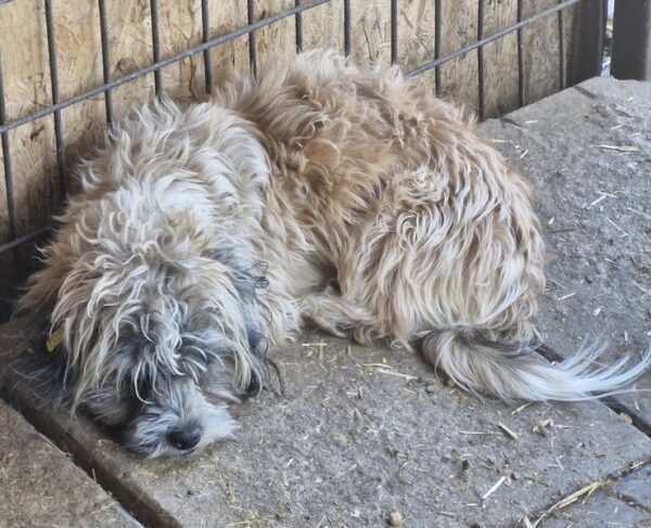 WOLLY (♂) - ausgereist zu Tiere in Not Odenwald e.V. (PM) – Bild 3