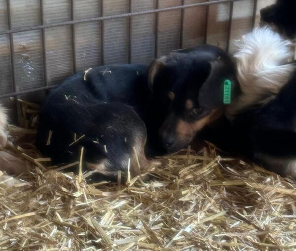 XENA (♀) - auf PS im PLZ Bereich 18 (NE) – Bild 3