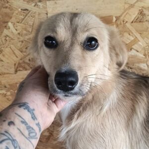 YLVIE (♀) - ausgereist zur Tierhilfe Lebenswert DR 25.07.25