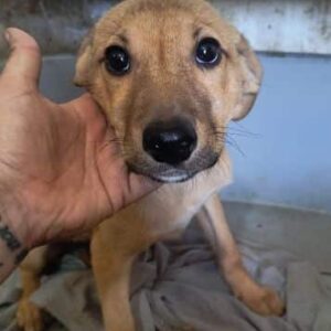 STEVIE (♂) - ausgereist zur Tierhilfe Lebenswert DR 27.06.25
