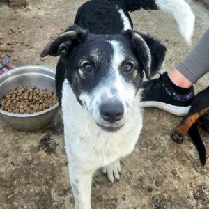 KARLINE (♀) - ausgereist zur Hundehilfe Kreta e.V. (GC)