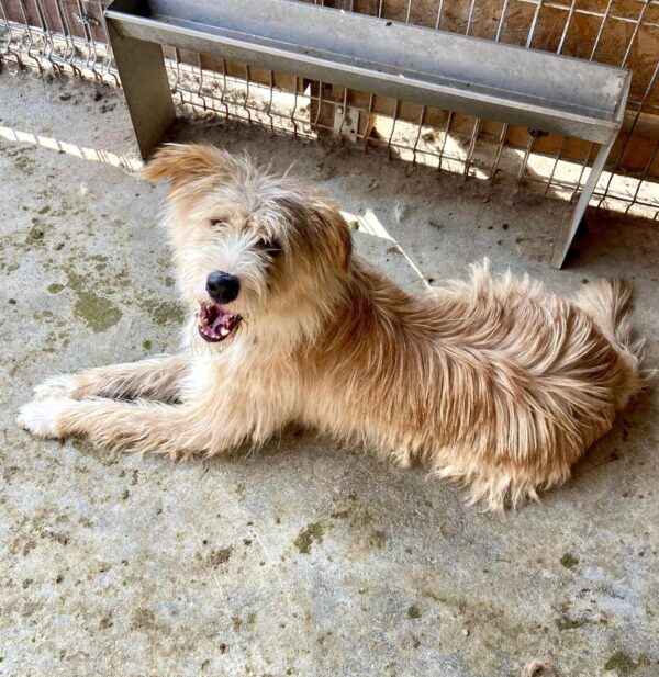 BOBBELE (♂) – Bild 2