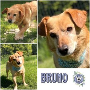 BRUNO (♂) in 24358 Ahlefeld Bistensee - vermittelt