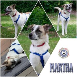 MARTHA (♀) in 58089 Hagen - vermittelt