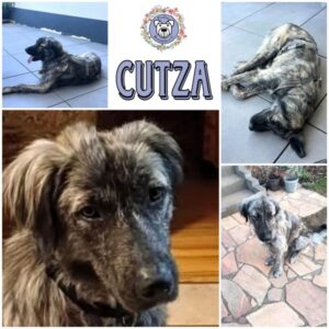 CUTZA (♀) in 66265 Heusweiler - vermittelt