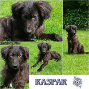 KASPAR (♂) in 26817 Rhauderfehn - vermittelt