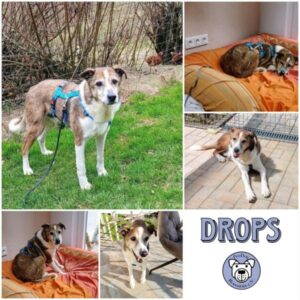 DROPS - Gnadenplatzhund seit dem 29.03.2025