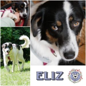 ELIZ (♀) in 21493 Möhnsen - vermittelt